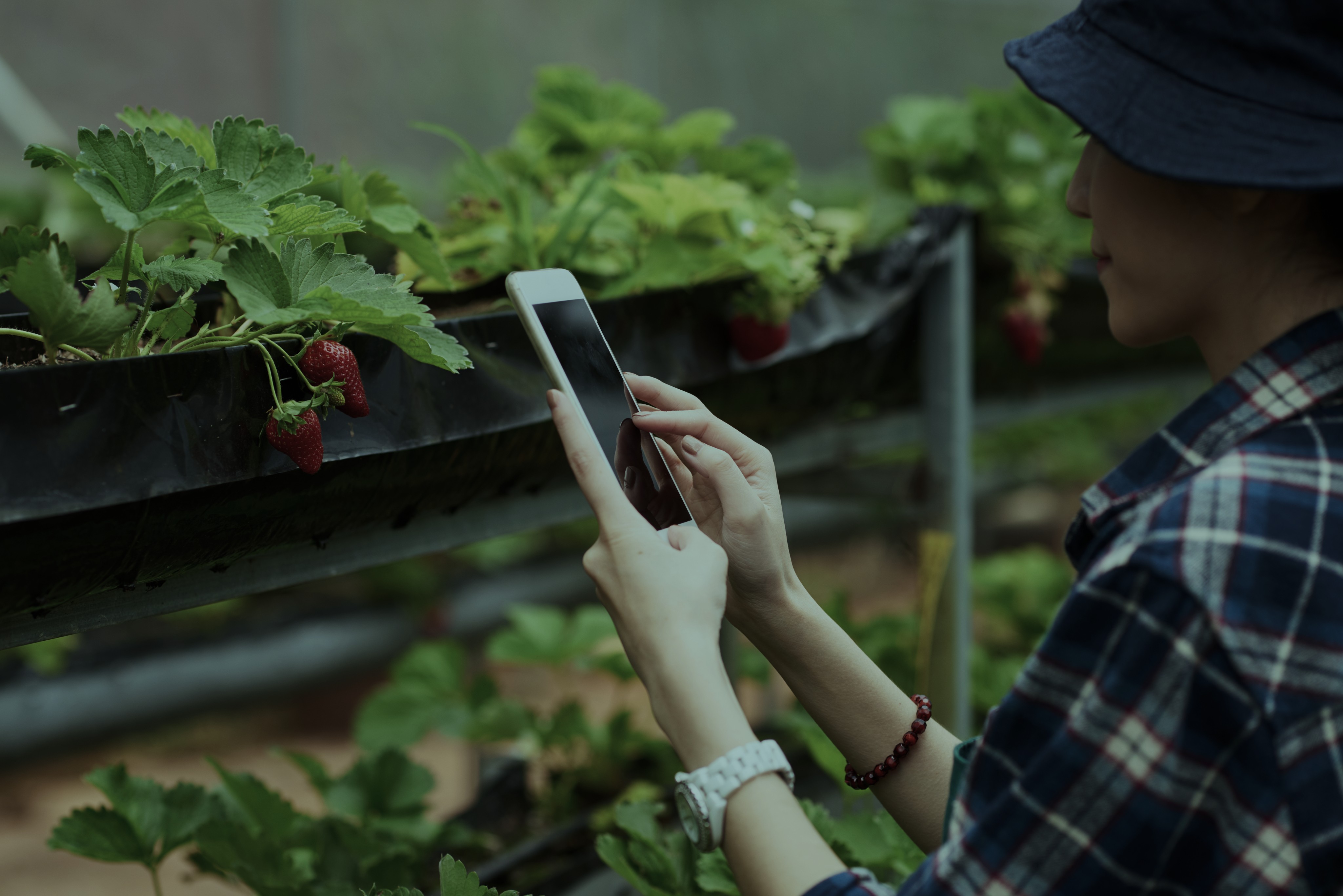 Analiza danych w aplikacji